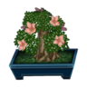 azalea bonsai