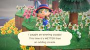 Evening cicada/Gallery - Animal Crossing Wiki - Nookipedia