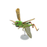migratory locust model