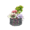 Succulent Plant NH Icon.png
