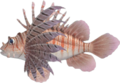 Zebra Turkeyfish NH.png