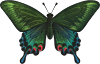 Artwork of Peacock Butterfly