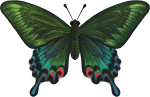 Peacock Butterfly NH.png