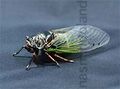 Giant Cicada Real.jpg