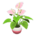 Anthurium plant's Pink variant