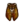 Brown Cicada NL Icon.png