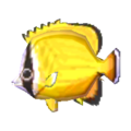 Butterfly Fish NL Model.png