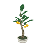 Holly bonsai