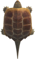 Artwork of snapping turtle