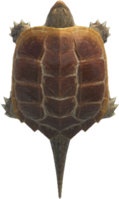 Artwork of Snapping turtle