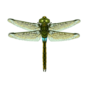 Darner Dragonfly CF Model.png