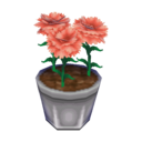 pink carnation