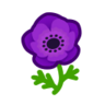 purple windflowers