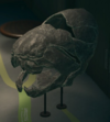 NH Dunkleosteus Museum.png