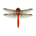 Red Dragonfly CF Model.png