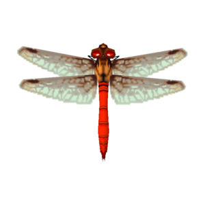 Red Dragonfly CF Model.png