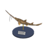 saw shark model