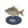 crucian carp model