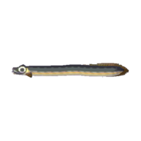 Artwork of eel