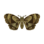 island moth