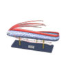 oarfish model