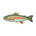 Rainbow Trout CF Model.png