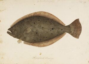 Real Olive Flounder.jpg