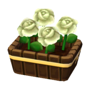 White Roses NL Model.png