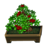 hawthorn bonsai