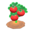 ripe tomato plant