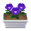 blue pansies