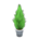 Cypress plant's White variant