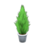 Cypress Plant