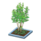 Evergreen Ash (Blue) NH Icon.png