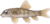 Artwork of Nibble Fish