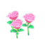 pink-rose plant