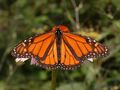 Monarch Butterfly Real.jpg