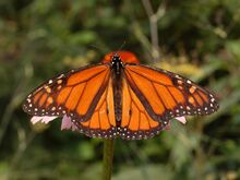 A bright orange male monarch butterfly perched on a purple coneflower.