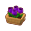 Potted Purple Tulips