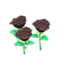 black-rose plant