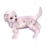 Dalmatian model