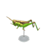 rice grasshopper model