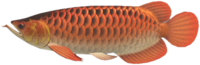 Arowana NH.png