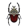 Goliath Beetle CF Model.png