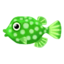 green boxfish
