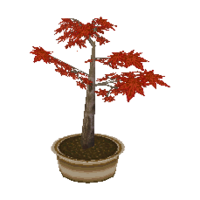 Maple bonsai