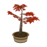 maple bonsai