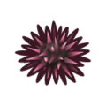 Sea Urchin NH Icon.png