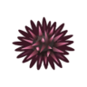Sea Urchin NH Icon.png