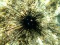 Sea Urchin Real.jpg